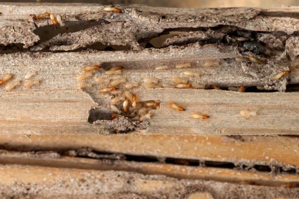 Wildlife Control Services in Bergenfield, NJ